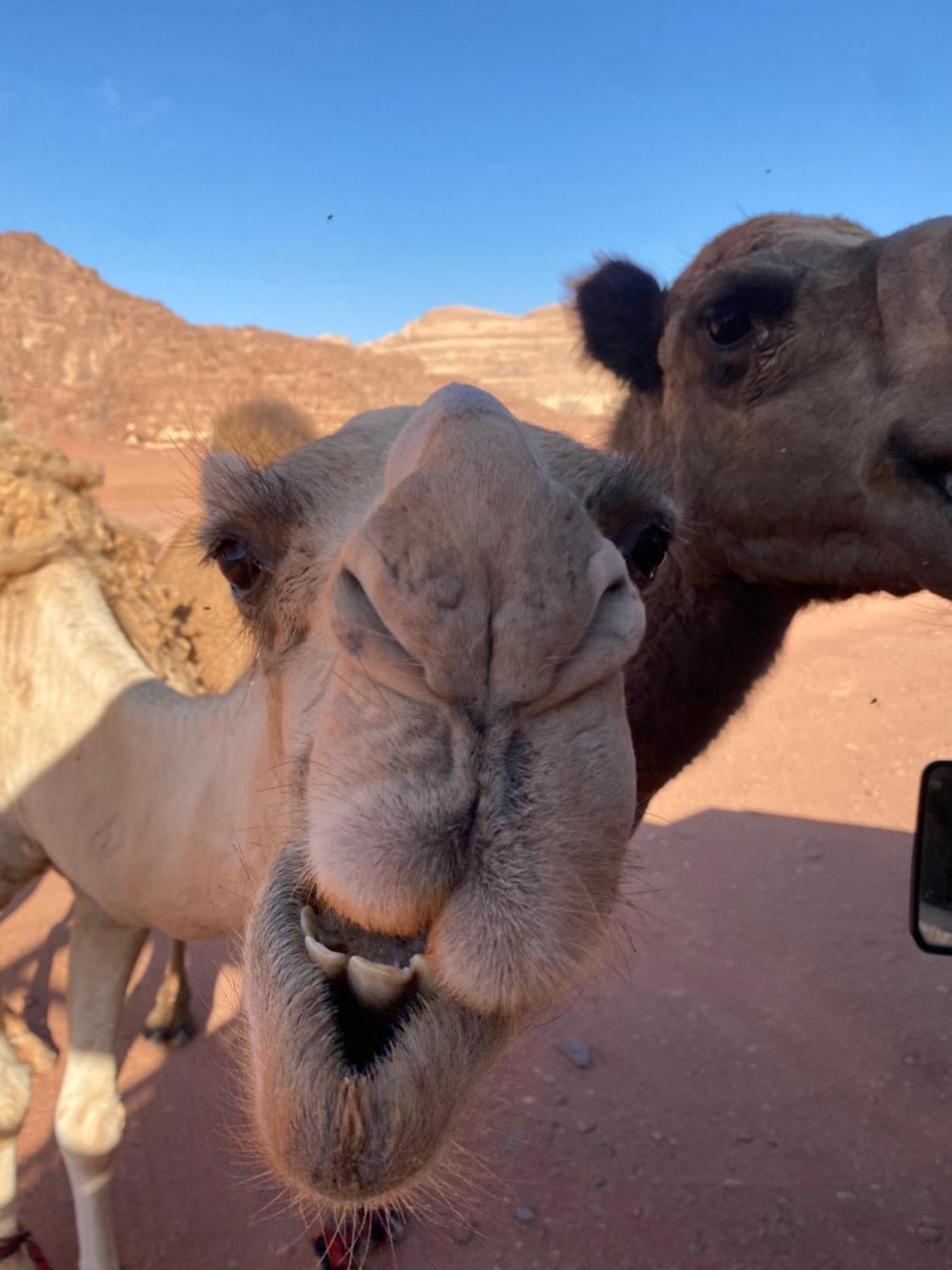 Wadi Rum Desert Heart Camp Екстериор снимка