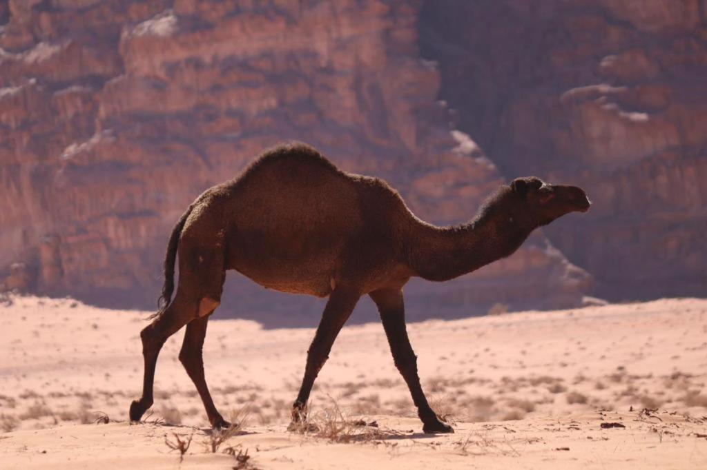 Wadi Rum Desert Heart Camp Екстериор снимка