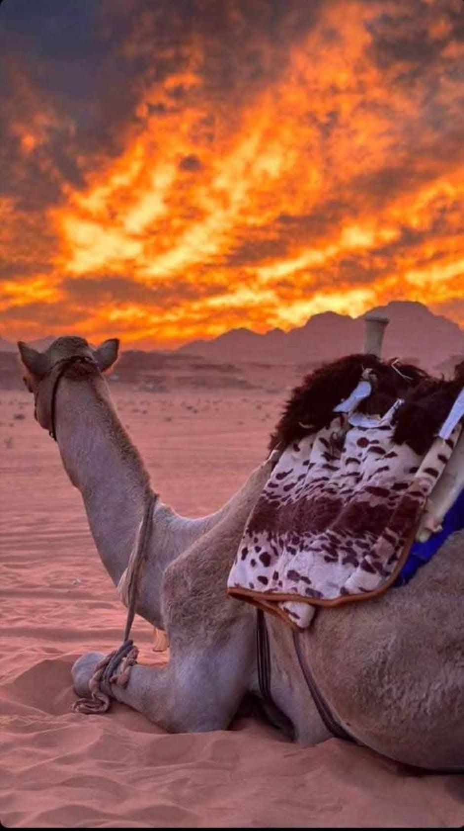 Wadi Rum Desert Heart Camp Екстериор снимка